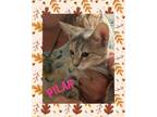 Adopt Pilar a Tabby