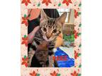 Adopt Paige a Tabby