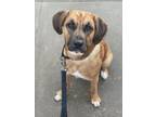 Adopt Autumn a Labrador Retriever, Mixed Breed