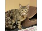 Adopt Dancer a Domestic Short Hair