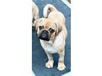 Adopt Poppy a Pug, Mixed Breed