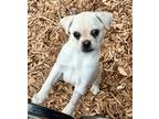 Adopt Petunia a Pug, Mixed Breed