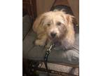 Adopt Poppy a Miniature Poodle, Jack Russell Terrier