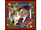Adopt Risa I would love to be your friend. Adopt me! a Tabby