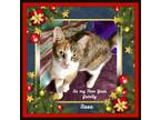 Adopt Rosa I need a Kitty Buddy. Do you have one? a Tabby