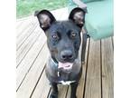 Adopt Shadow a Black Mixed Breed (Medium) dog in Union Grove, WI (37925108)