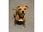 Adopt Ava a Mixed Breed