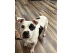 Adopt Prim A046501 a Staffordshire Bull Terrier, Mixed Breed