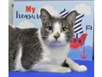 Adopt Willie a Domestic Shorthair / Mixed (short coat) cat in Roanoke