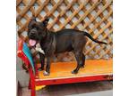 Adopt Buddy a Black American Pit Bull Terrier dog in Henderson, NV (37819045)