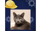Adopt Spencer a Gray or Blue Domestic Shorthair / Mixed cat in St.