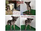 Adopt Kali a Black Mixed Breed (Medium) / Mixed dog in Boaz, AL (35801752)