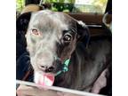 Adopt Moonpie a Brown/Chocolate Labrador Retriever / Mixed dog in Chapel Hill