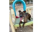 Adopt Millie a American Staffordshire Terrier