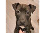 Adopt Venus a Pit Bull Terrier, Mixed Breed