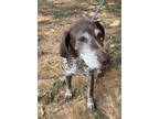 Adopt Beryl a German Shorthaired Pointer