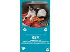 Adopt sky a American Shorthair