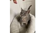 Adopt Mouse a American Shorthair