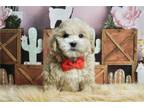 Maltipoo Puppy for sale in Fort Wayne, IN, USA