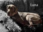 Adopt Luna a Great Dane