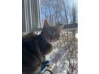Adopt Mulberry (bonded with Persimmon) a Domestic Short Hair