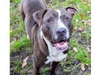 Adopt Louie a American Staffordshire Terrier