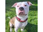 Adopt Beefcake a White - with Tan, Yellow or Fawn American Pit Bull Terrier /
