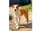 Adopt Jolene!! a Tan/Yellow/Fawn - with White Mixed Breed (Medium) / Mixed dog