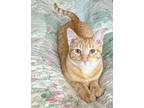 Adopt Tag a Orange or Red Domestic Shorthair / Domestic Shorthair / Mixed cat in