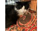Adopt Sassy a Domestic Longhair / Mixed (long coat) cat in South Bend