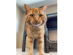 Adopt Ronan a Orange or Red Tabby Domestic Shorthair (short coat) cat in