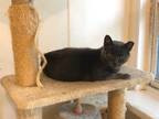 Adopt Mr. Jinx a Domestic Shorthair / Mixed (short coat) cat in Bourbonnais