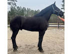 Big Percheron gelding