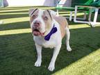 Adopt BUTCH a Staffordshire Bull Terrier, Terrier