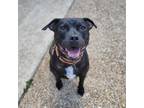 Adopt Mugsy a Black Staffordshire Bull Terrier / American Pit Bull Terrier /