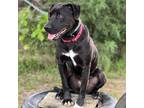 Adopt Hildie a Black Labrador Retriever / Pit Bull Terrier / Mixed dog in