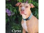 Adopt Cyrus a Red/Golden/Orange/Chestnut American Pit Bull Terrier / Mixed dog