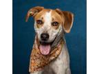 Adopt Rags a Red/Golden/Orange/Chestnut English (Redtick) Coonhound / Mixed dog