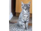Adopt Steele a Gray, Blue or Silver Tabby Colorpoint Shorthair (short coat) cat