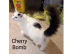 Adopt Cherry Bomb a White (Mostly) Domestic Longhair (long coat) cat in