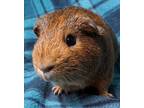 Adopt Freddy a Brown or Chocolate Guinea Pig (short coat) small animal in