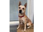 Adopt Archie a Australian Cattle Dog / Blue Heeler