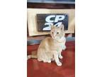 Adopt Cecil a Orange or Red Domestic Shorthair / Domestic Shorthair / Mixed cat