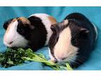 Adopt Smores a Calico Guinea Pig (short coat) small animal in Highland