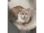 Adopt O'Malley a White (Mostly) Domestic Shorthair / Mixed (short coat) cat in
