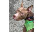 Adopt Kay a Brown/Chocolate - with White Pit Bull Terrier / Mixed Breed (Medium)