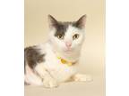 Adopt ABIGAIL (Very Sweet) a Gray, Blue or Silver Tabby Domestic Shorthair