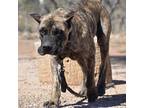 Adopt Ranger a Brindle Presa Canario / Mixed dog in Vail, AZ (37800656)