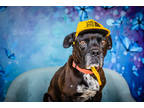 Adopt Milo a Black American Pit Bull Terrier / Boston Terrier / Mixed dog in