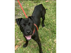 Adopt Cerbi a Black Labrador Retriever / Mixed dog in New Orleans, LA (37864177)